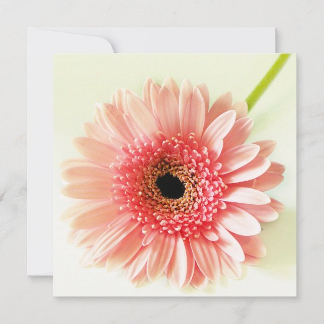 Frische Pinke Gerbera-Daisy-Fotografie Einladung (Vorderseite)