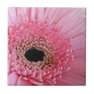 Frische Pinke Gerbera-Daisy-Fotografie Fliese
