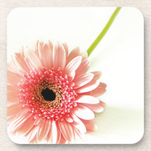Frische Pinke Gerbera-Daisy-Fotografie Untersetzer