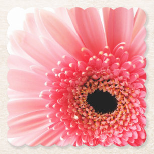 Frische Pinke Gerbera-Margerite Fotografie Untersetzer