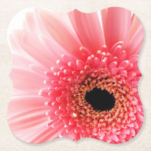 Frische Pinke Gerbera-Margerite Fotografie Untersetzer