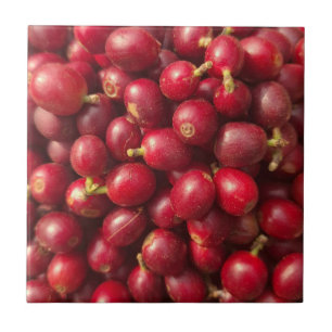 Frische, reife rote Kaffee-Kirschen Fliese