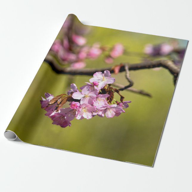 Frische Sakura-Blume auf Grün Geschenkpapier (Ungerollt)