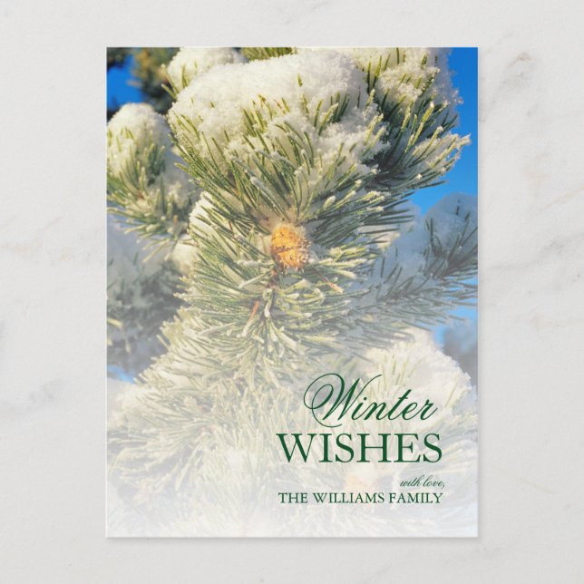 Frische Schnee auf Pine Needles Postkarte (Vorderseite)