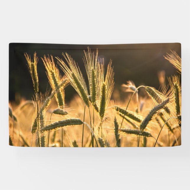 Frische Weizenfelder Banner (Horizontal)