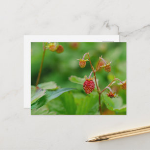 Frische Wilde Erdbeere Grüne und Rote Garten-Foto Postkarte