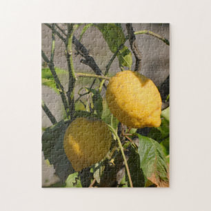 Frische Zitronen an einem Baum
