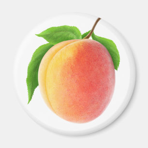 Frischer Aprikose Magnet