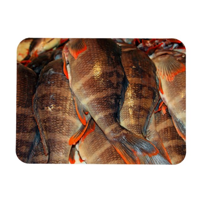 Frischer Fisch Magnet (Horizontal)