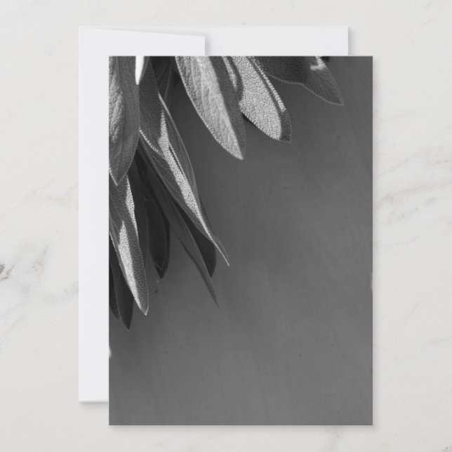 Frischschnitt (Vorderseite)