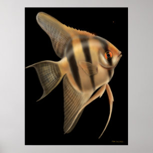Frischwasserangelfish-Plakat Poster