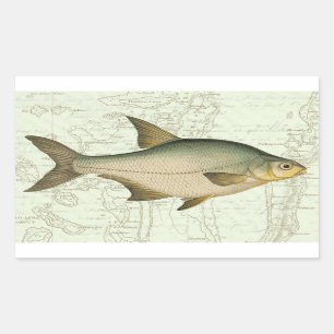 Frischwasserfische auf Karte Rechteckiger Aufkleber