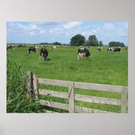 Frisian Holstein Cattle Dairy Cows Foto Poster
