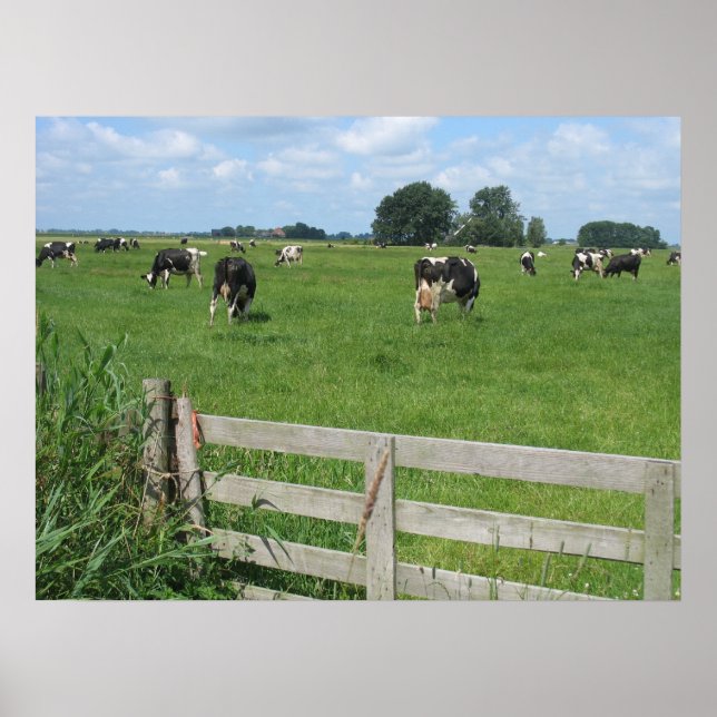Frisian Holstein Vaches laitières Poster photo (Devant)