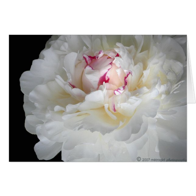 frisson blanc d'hiver (Devant horizontal)