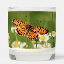 Fritillaire bordé d'argent sur Fleabane