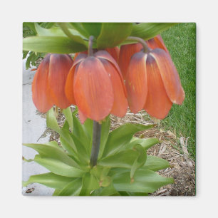 Fritillaria Imperialis Orange Blume Magnet
