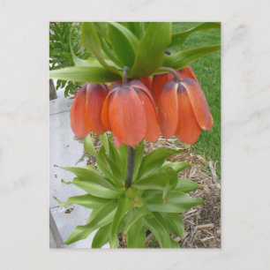 Fritillaria Imperialis Orange Fleurs Carte Postale