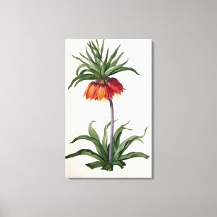 Fritillaria Imperialis von, "Les Lilacees", 1802- Leinwanddruck