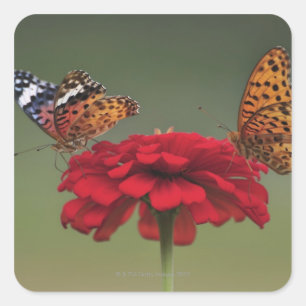 Fritillary Butterfly (Argyreus hyperbius) on 2 Quadratischer Aufkleber
