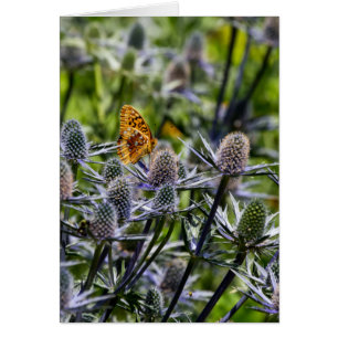 Fritillary Butterfly On Blue Thistle Vertikal