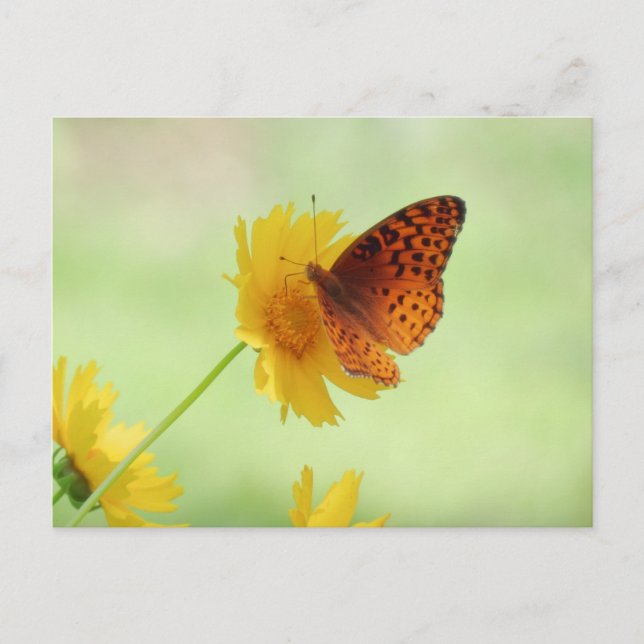 Fritillary Fun - Schmetterling Postkarte (Vorderseite)