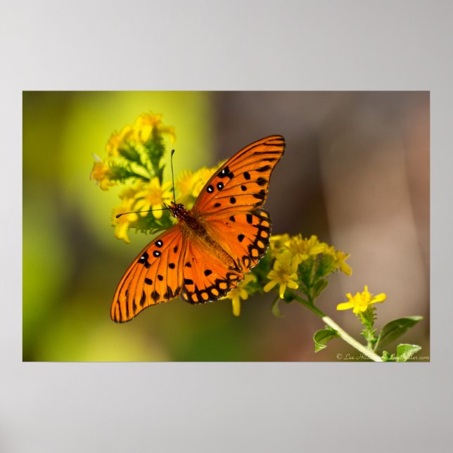 Fritillary Gulf Butterfly Prints Posters Poster (Vorne)