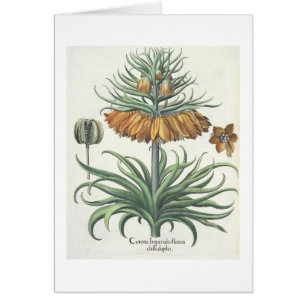 Fritillary: Korona Imperialis florum classe duplic