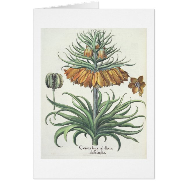 Fritillary: Korona Imperialis florum classe duplic (Vorne)