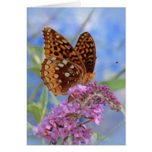 Fritillary on Blue - Butterfly