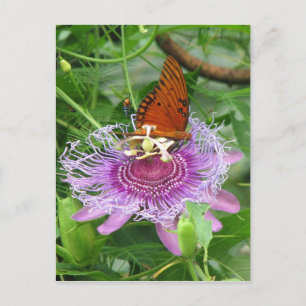 Fritillary & Passion Vine Postcard Postkarte