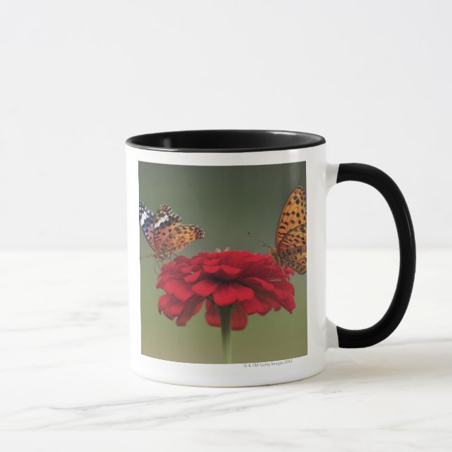 Fritillary-Schmetterling (Argyreus hyperbius) auf Tasse (Rechts)