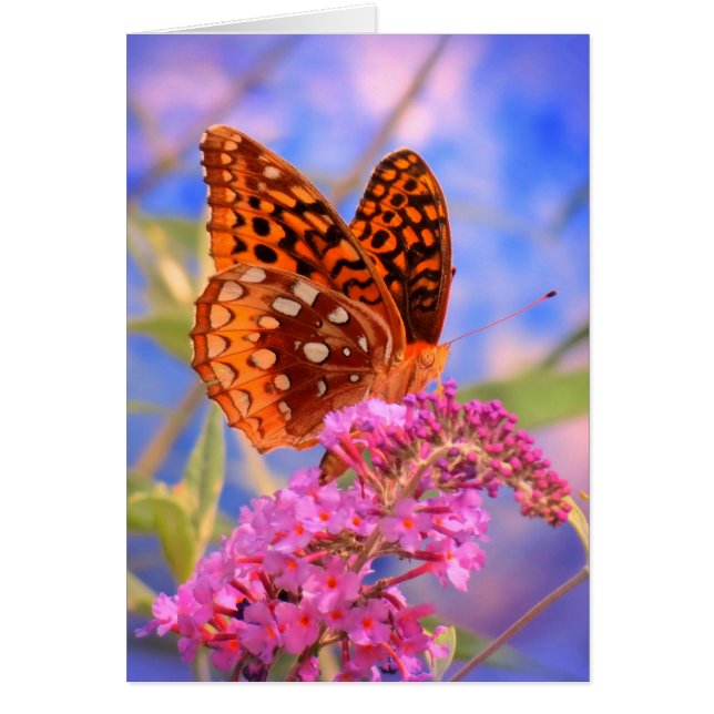 Fritillon Blue - Bright Butterfly (Vorne)