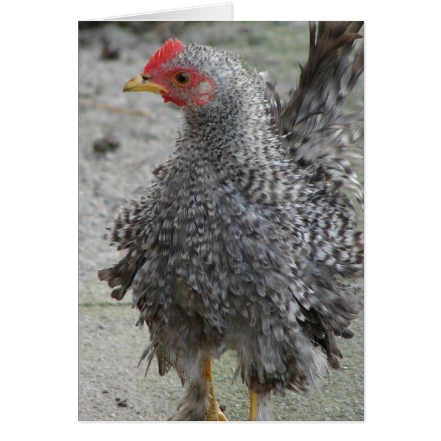 Frizzle barrée (Devant)