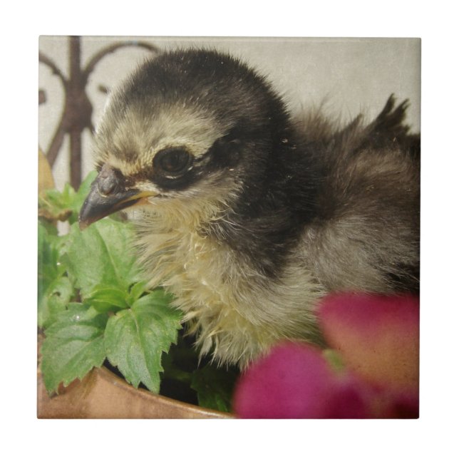 Frizzle Chick Fliese (Vorderseite)