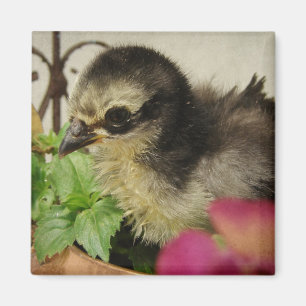 Frizzle Chick in Blume Magnet