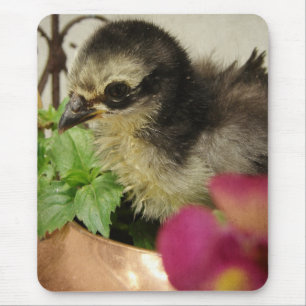 Frizzle Chick in Blume Mousepad