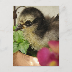 Frizzle Chick in Blume Postkarte