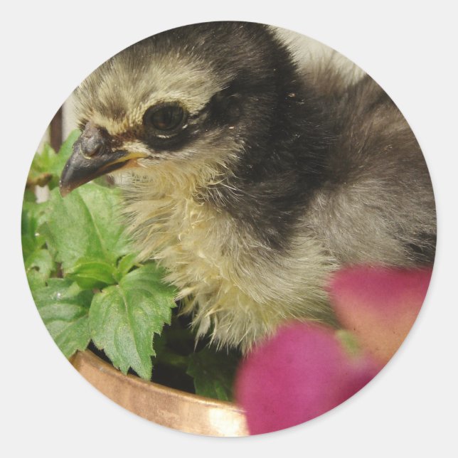 Frizzle Chick in Blume Runder Aufkleber (Vorderseite)