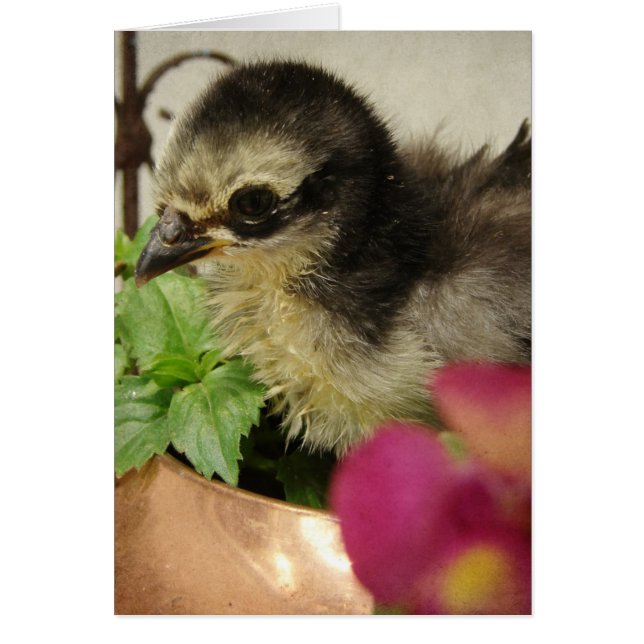 Frizzle Chick Toutes les occasions Cartes de voeux (Devant)