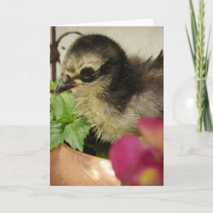 Frizzle Küken in Blume Karte