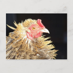 Frizzle Roo Postkarte