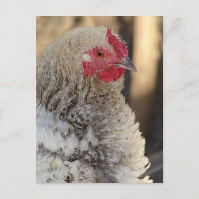 Frizzle Rooster Postkarte (Vorderseite)