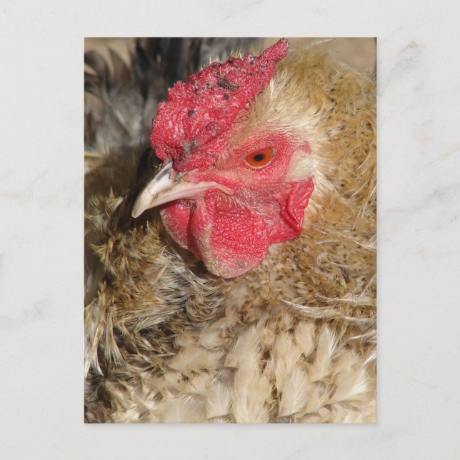 Frizzle Rooster Postkarte (Vorderseite)