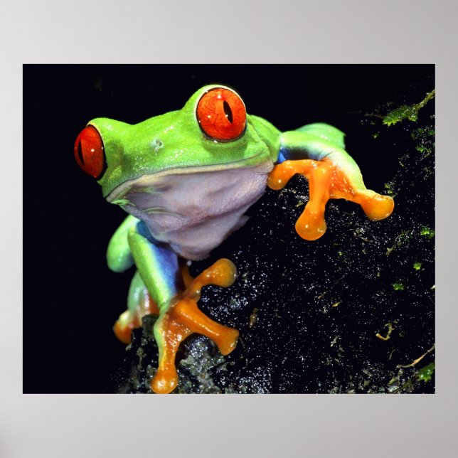 Frog 3 Impression (Devant)