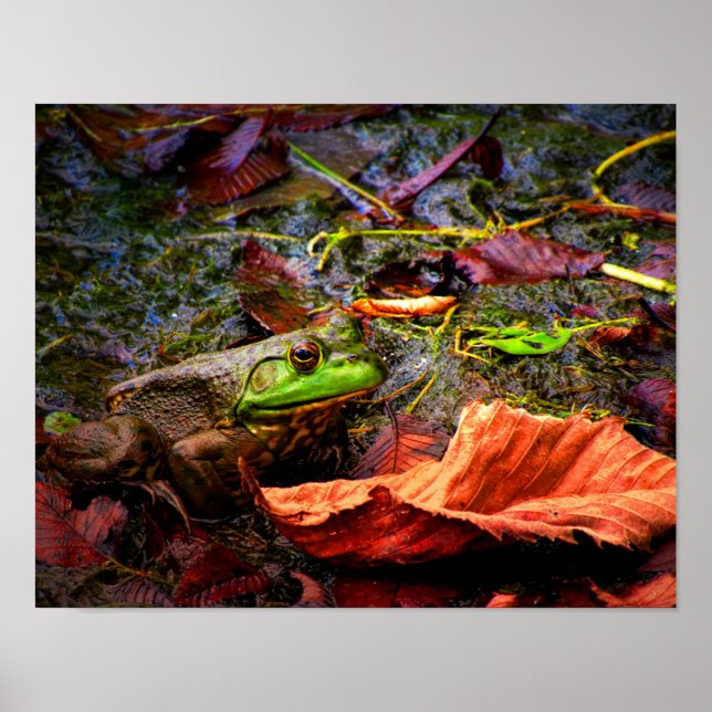 Frog and Colors Poster (Vorne)