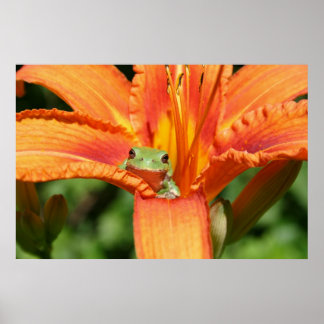 Frog-Blume Poster