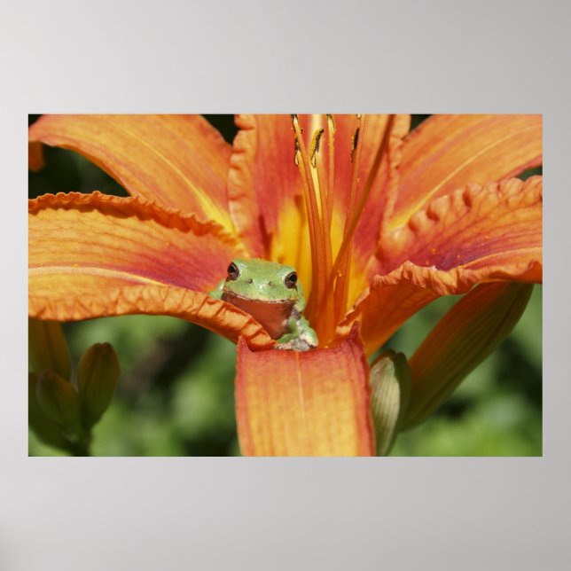 Frog-Blume Poster (Vorne)