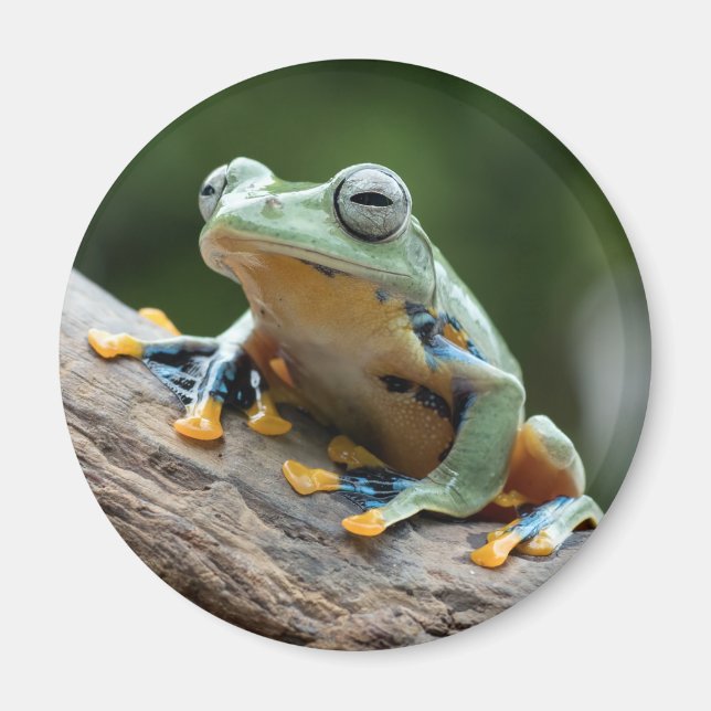 Frog Magnet (Vorne)