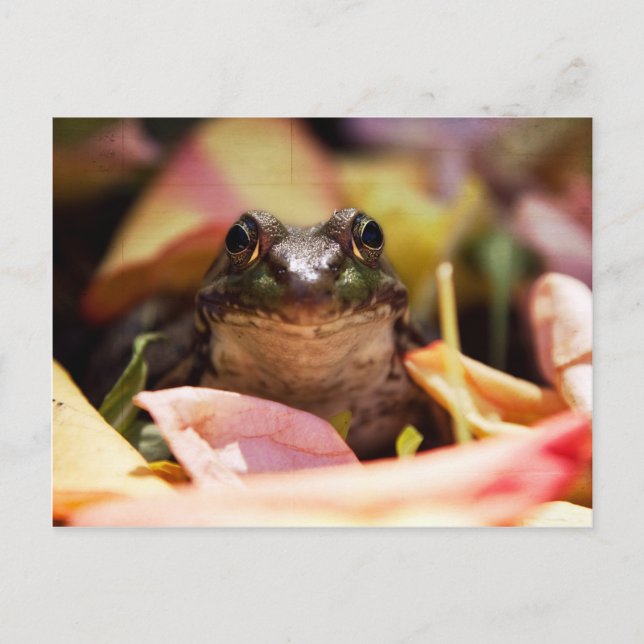 Frog Princess Postkarte (Vorderseite)